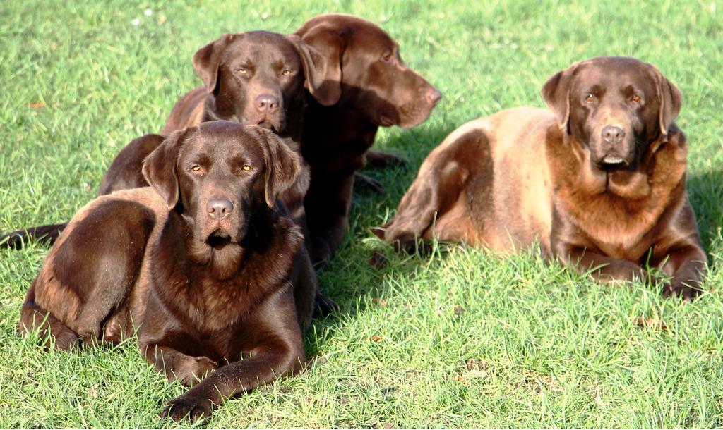 Gite Labradors De Bailly - Giverny Saint-Pierre-la-Garenne Dış mekan fotoğraf